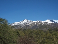 Sciammaro Lupo